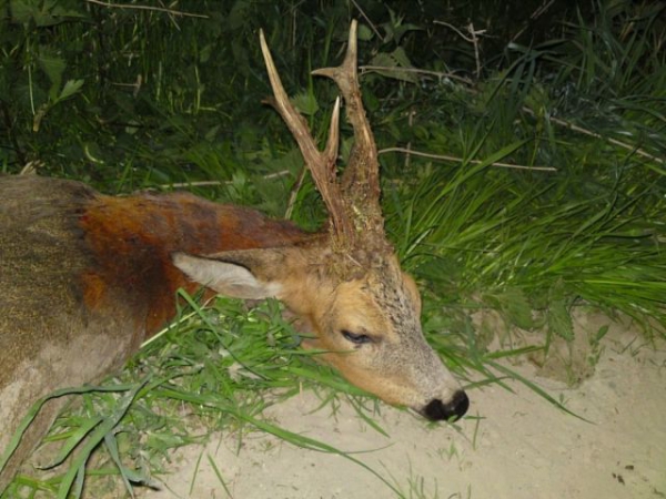 Hunting raport after May bucks hunt in Poland