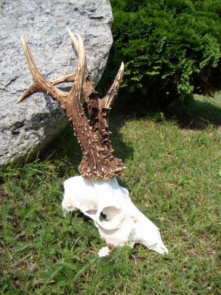 New Hunting season  in Poland soon, a lot of strong roe-bucks in our offer, You`re welcome!!