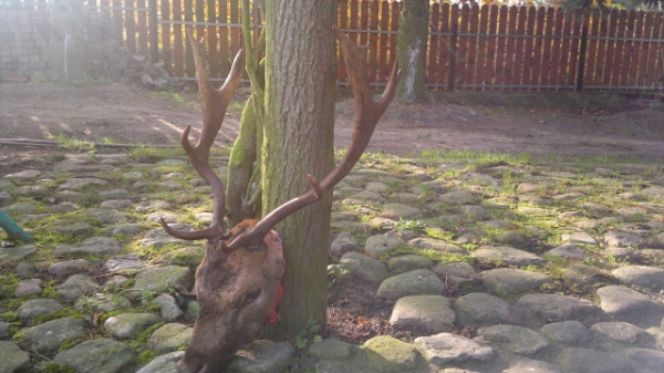 Fallow-stag Hunting 01.10-31.01