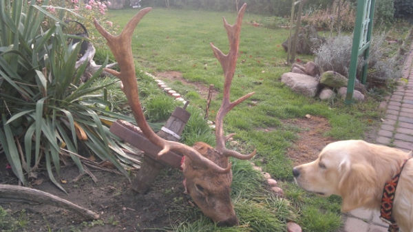Fallow-stag Hunting 01.10-31.01