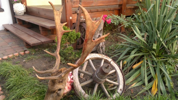 Fallow-stag Hunting 01.10-31.01