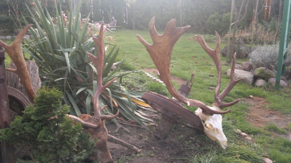 Fallow-stag Hunting 01.10-31.01