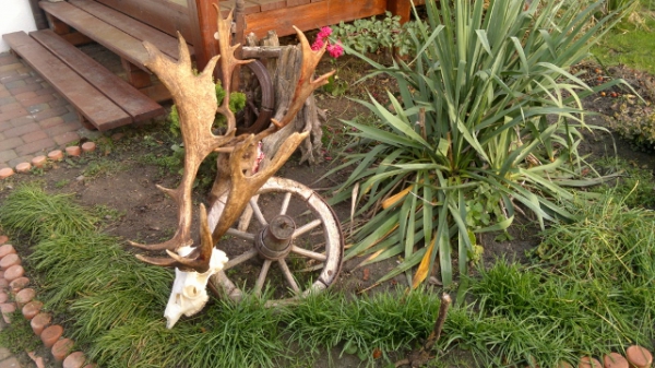 Fallow-stag Hunting 01.10-31.01