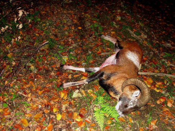 Muflon Hunting 01.10-28.02