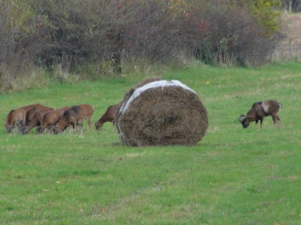 Muflon Hunting 01.10-28.02