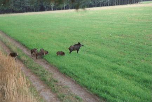 Our Hunting Areas
