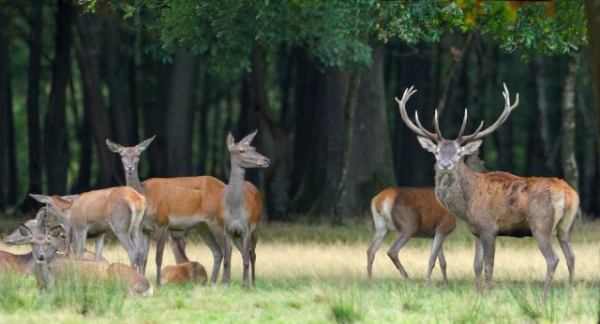 Our Hunting Areas