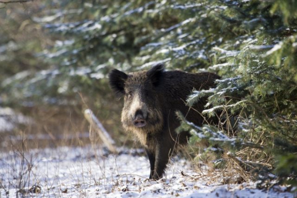 Our Hunting Areas