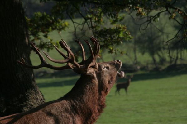 Our Hunting Areas