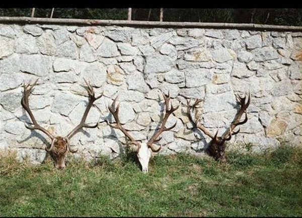 Red-stag Hunting 21.08-28.02