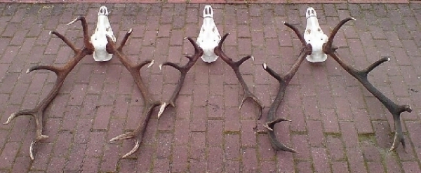 Red-stag Hunting 21.08-28.02
