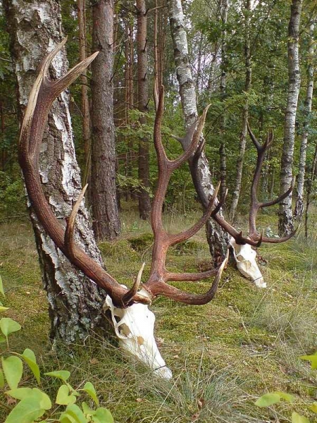 Red-stag Hunting 21.08-28.02