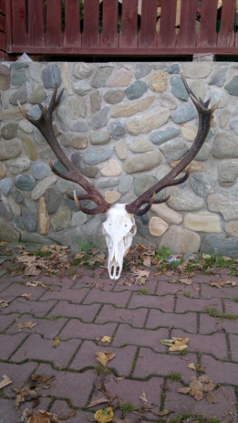 Red-stag Hunting 21.08-28.02