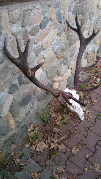 Red-stag Hunting 21.08-28.02