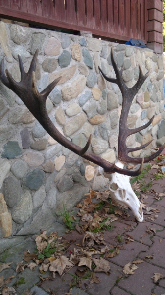 Red-stag Hunting 21.08-28.02