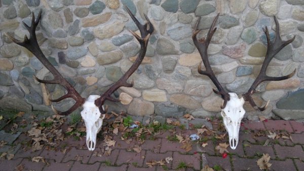 Red-stag Hunting 21.08-28.02