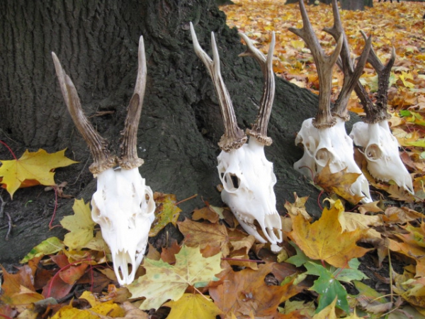 Roe-bucks Hunting  11.05-30.09