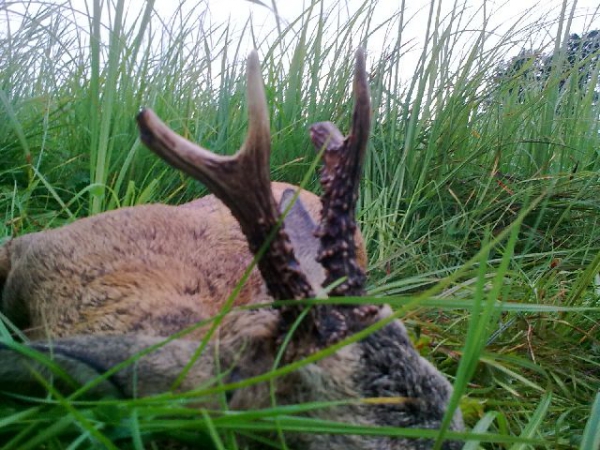 Roe-bucks Hunting  11.05-30.09