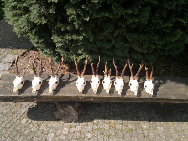 Roe-bucks Hunting  11.05-30.09