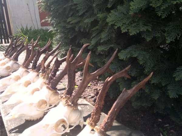 Roe-bucks Hunting  11.05-30.09