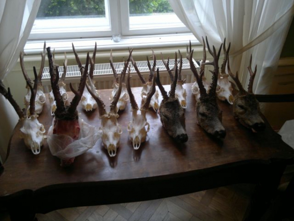 Roe-bucks Hunting  11.05-30.09