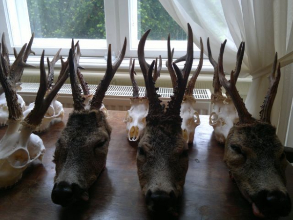 Roe-bucks Hunting  11.05-30.09