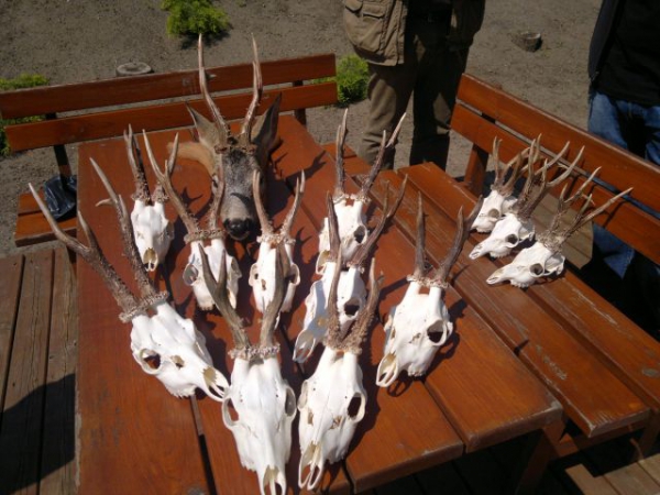 Roe-bucks Hunting  11.05-30.09