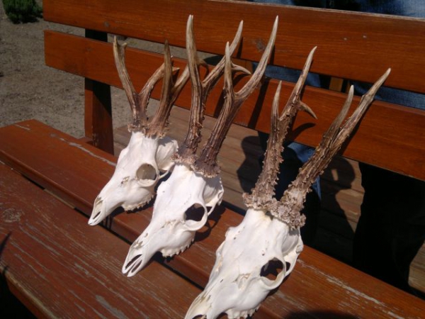 Roe-bucks Hunting  11.05-30.09