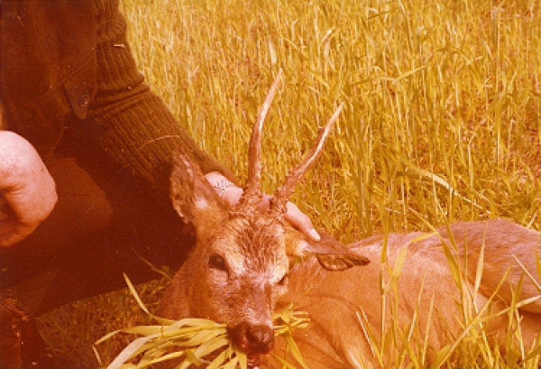 Roe-bucks Hunting  11.05-30.09