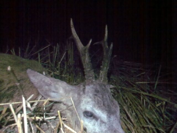 Roe-bucks Hunting  11.05-30.09