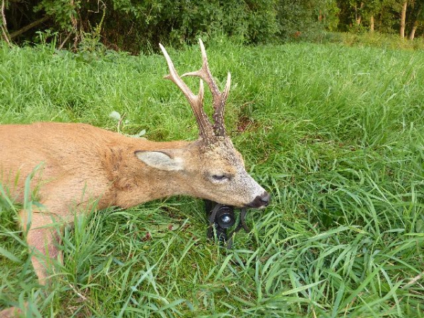 Roe-bucks Hunting  11.05-30.09
