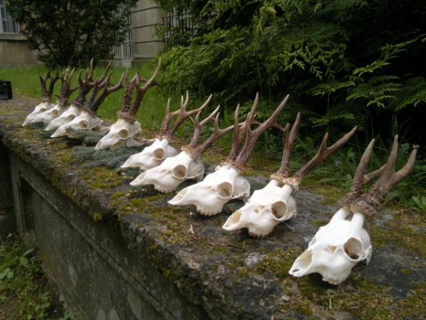 Roe-bucks Hunting  11.05-30.09