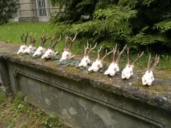 Roe-bucks Hunting  11.05-30.09