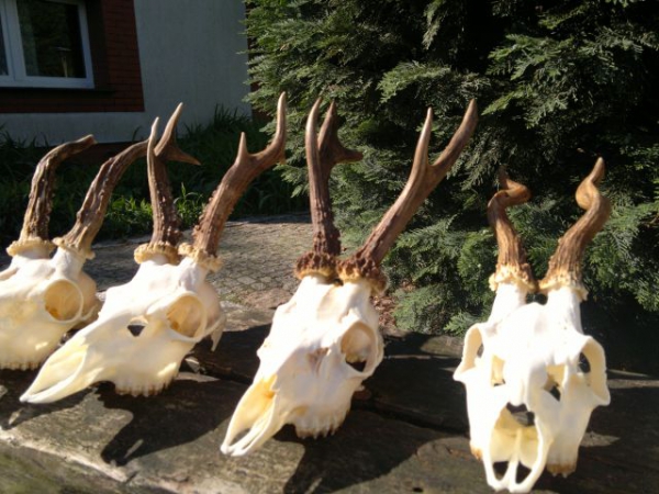 Roe-bucks Hunting  11.05-30.09