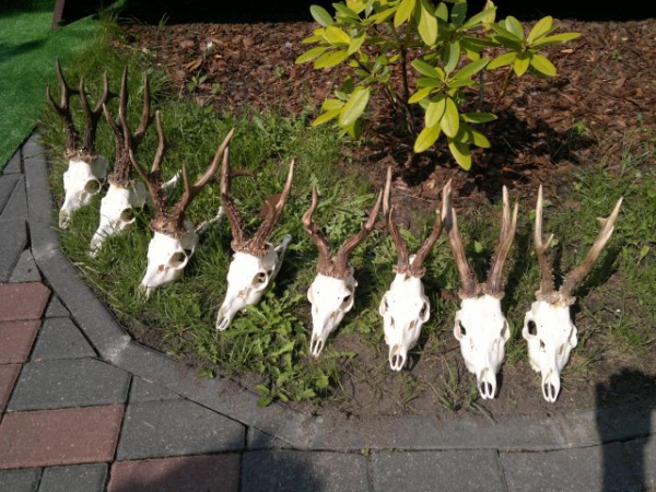 Roe-bucks Hunting  11.05-30.09