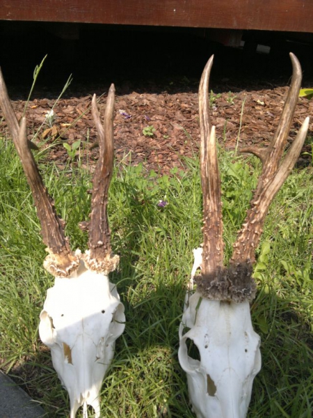 Roe-bucks Hunting  11.05-30.09