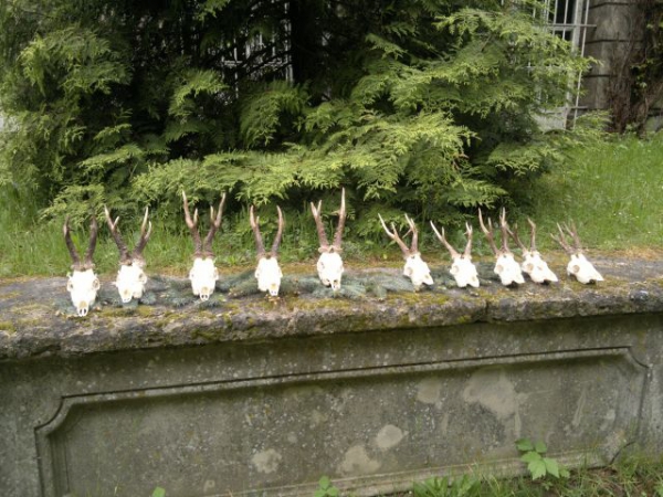 Roe-bucks Hunting  11.05-30.09