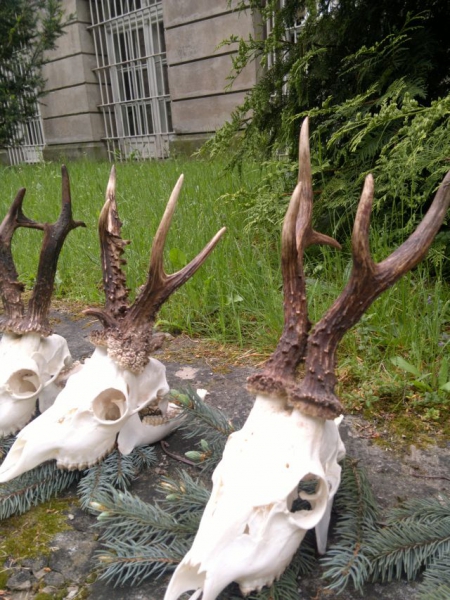 Roe-bucks Hunting  11.05-30.09