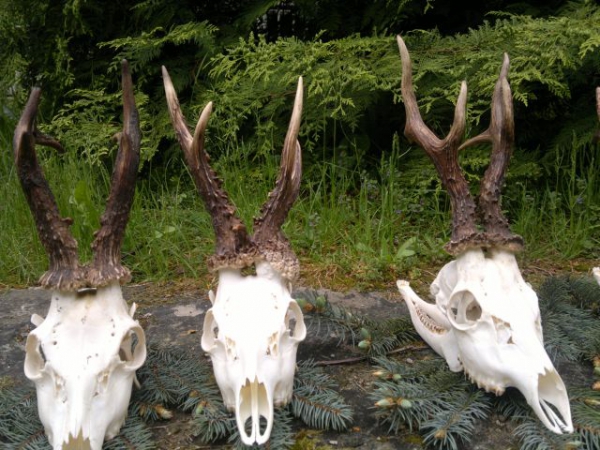 Roe-bucks Hunting  11.05-30.09
