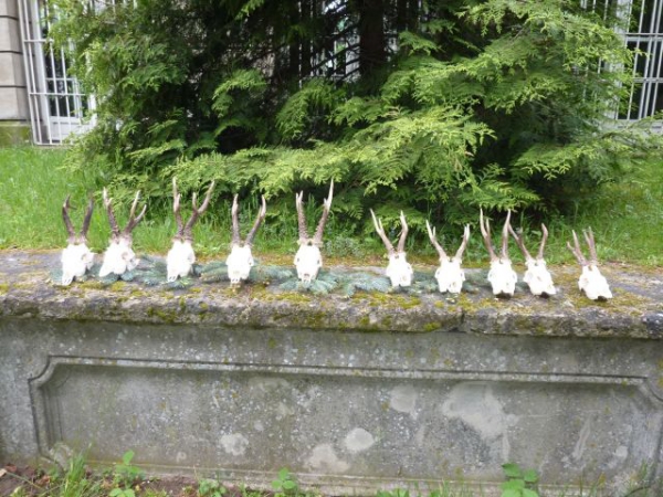 Roe-bucks Hunting  11.05-30.09