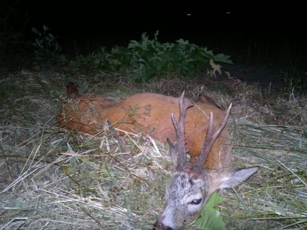 Roe-bucks Hunting  11.05-30.09