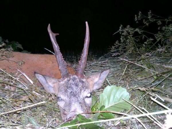 Roe-bucks Hunting  11.05-30.09