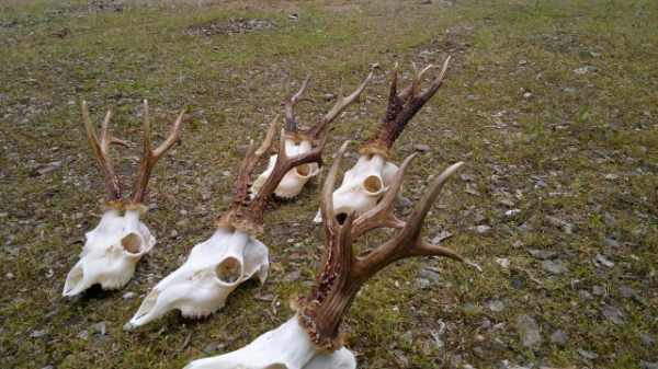 Roe-bucks Hunting  11.05-30.09
