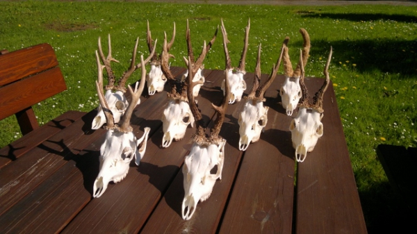 Roe-bucks Hunting  11.05-30.09