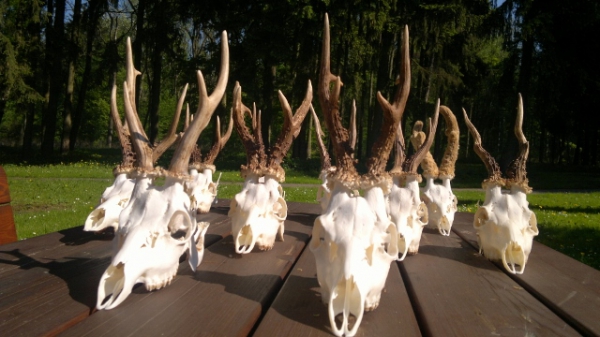 Roe-bucks Hunting  11.05-30.09