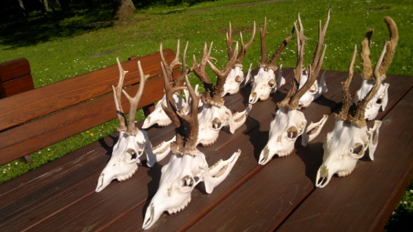 Roe-bucks Hunting  11.05-30.09