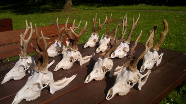 Roe-bucks Hunting  11.05-30.09
