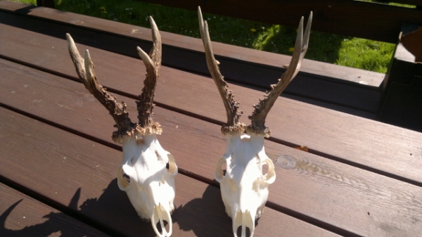 Roe-bucks Hunting  11.05-30.09