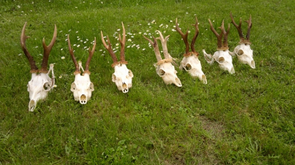 Roe-bucks Hunting  11.05-30.09