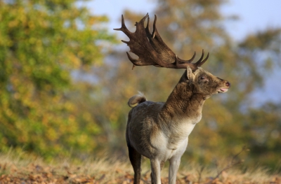 Fallow-stag Hunting 01.10-31.01